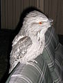 Tawny Frogmouth in outer eastern Melbourne 1.jpg
