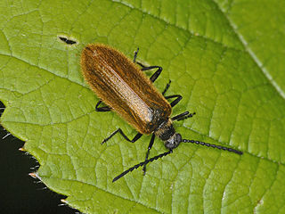 <i>Lagria</i> Genus of beetles