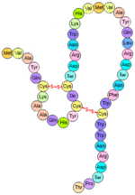 Thumbnail for File:Tertiary protein structure.png