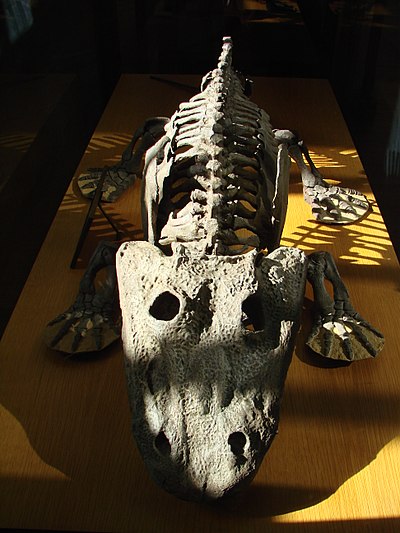 Tétrapode (dévonien-carbonifère), musée de la paléontologie, Paris
