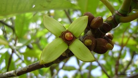 Pokok_Bakau_Minyak