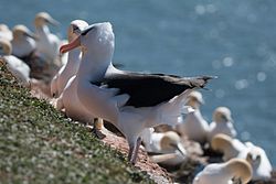 Black browed albatros at the island of Heligoland