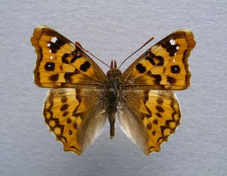 <i>Thaleropis</i> Genus of brush-footed butterflies