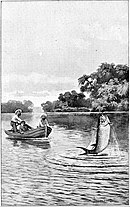 A speared tarpon leaps from the water in an 1894 illustration by Hermann Simon. The Leap of the Silver King, by Hermann Simon.jpg