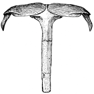 The rod-like interclavicle of Ophiacodon (a Permian synapsid) connected to a pair of rounded clavicles. Seen in ventral view (i.e. looking towards the chest from below) The Osteology of the Reptiles p127.png