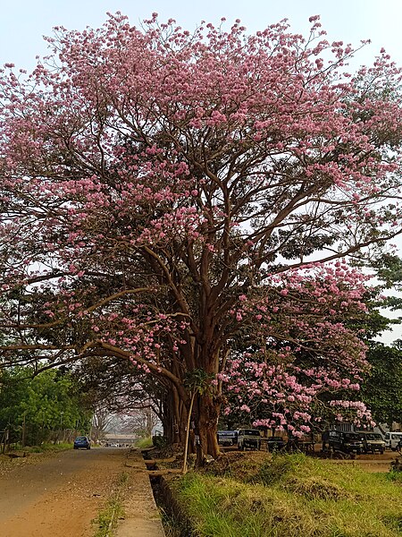 File:The Pink bloom.jpg