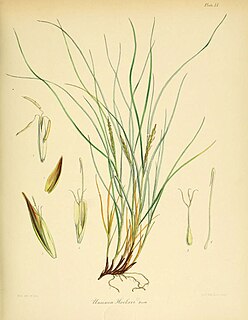 <i>Carex erebus</i> Species of grass-like plant