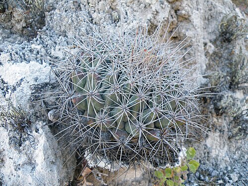 Plant growing near Rayones, Nuevo Leon