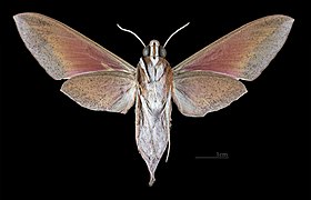 Female ventral view