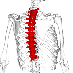 Thoracic vertebrae back5.png