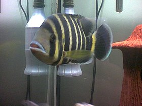 Tilapia buttikoferi1.jpg