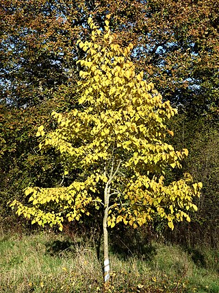 <i>Tilia chingiana</i> Species of tree