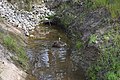English: Ducks in a drain along the Tocumwal WAAAF Creek Walk at Tocumwal, New Souuth Wales