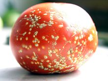 Chancre bactérien de la tomate.