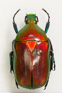 <i>Torynorrhina flammea</i> Species of beetle