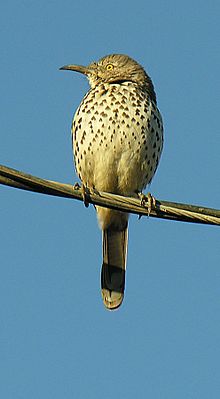 Toxostoma cinereum-- abu-Abu Thrasher (27535218415).jpg