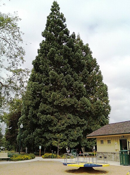 File:Tree and merry go round at Bagley Park - Hillsboro, Oregon.jpg