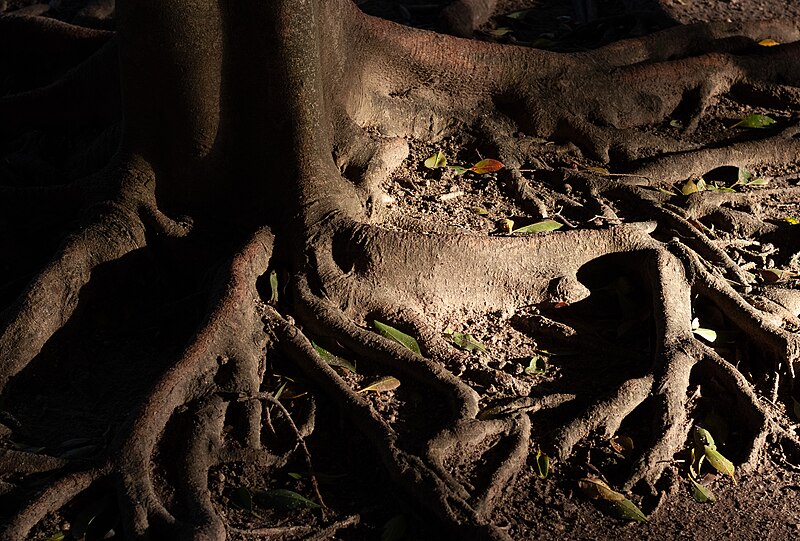 File:Tree roots, Jardim Garcia de Orta, Parque das Nações, Lisbon, Portugal julesvernex2.jpg