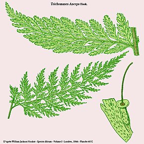 Beschrijving van de afbeelding Trichomanes anceps.jpg.