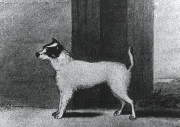 A drawing of Trump, the dog purchased by the Rev. John Russell.