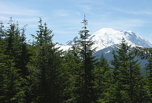 Tsuga heterophylla near Rainier.jpg