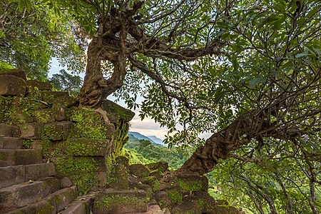 "Twisted_Plumeria_tree_trunk_overgrowing_the_steep_stone_stairs_of_Wat_Phou_temple,_Champasak,_Laos.jpg" by User:Basile Morin
