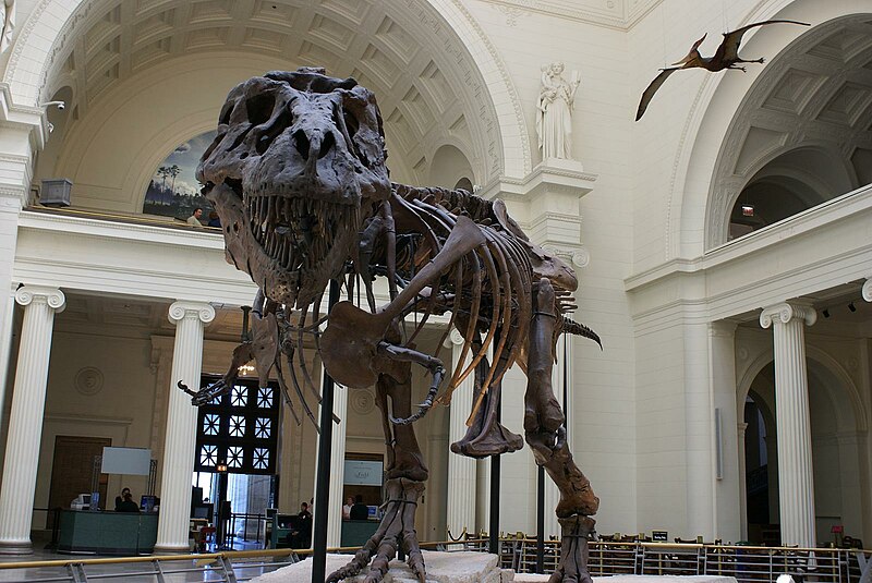 File:Tyrannosaurus rex fossil -Chicago Field Museum-6.jpg