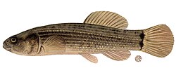 Umbra pygmaea 2.jpg