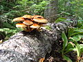Unknown Fungi 2.JPG