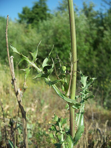 File:Unknown plant-19.jpg