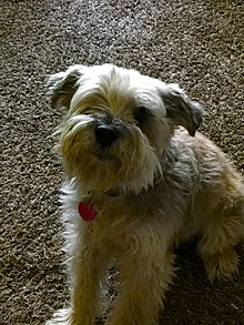 Miniature Schnauzer Wikipedia