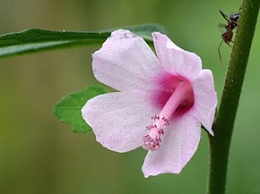 Descrição da imagem Urena lobata at Kadavoor.jpg.