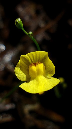Bildebeskrivelse Utricularia gibba flower 01.jpg.