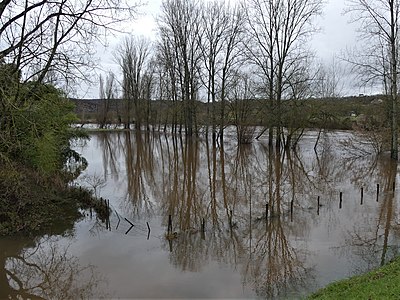 Crue de la Vézère à Aubas (janvier 2018). Le lit normal de la rivière se situe au-delà du rideau d'arbres.