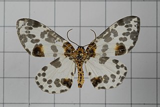 <i>Abraxas formosilluminata</i> Species of moth