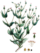 Vaccaria hispanica - Flora Batava, V18.png