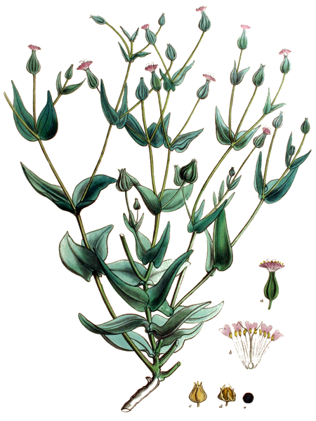 File:Vaccaria hispanica - Flora Batava, V18.png