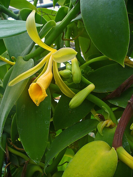 Ваниль растение. Ванили плосколистной (Vanilla planifolia). Орхидея Ванилла планифолия. Ваниль Лиана. Орхидея ваниль планифолия.