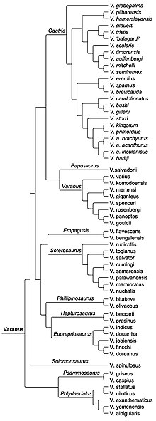 Varanus phylogénie Brennan 2020.jpg