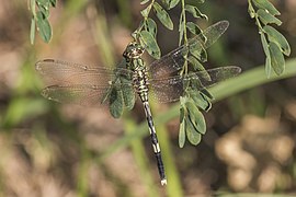 Orthetrum sabina (Variegated green skimmer) female, dorsal