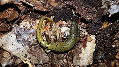 Description de l'image Veracruz Green Salamander imported from iNaturalist photo 26333233 on 20 April 2022.jpg.