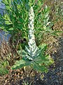 Verbascum sp.