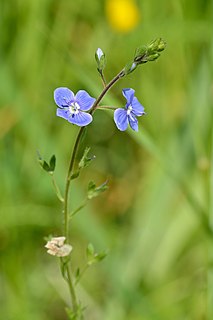 <i>Veronica</i> (plant) Genus of flowering plants in the family Plantaginaceae