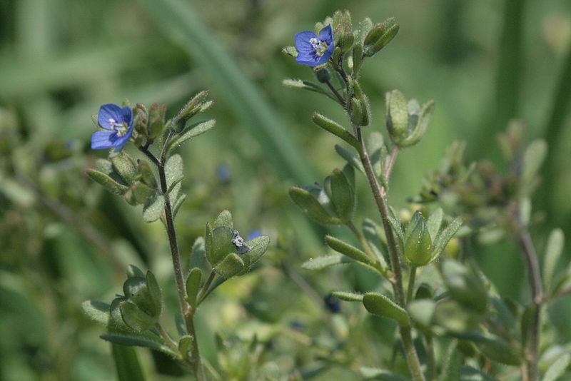 File:Veronica triphyllos (Finger-Ehrenpreis) IMG 4904.JPG