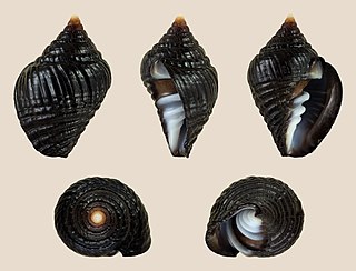 <i>Vexillum ziervogelii</i> Species of gastropod
