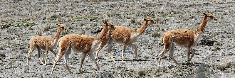 File:Vicuñas in Chimborazo Wildlife Reserve.jpg