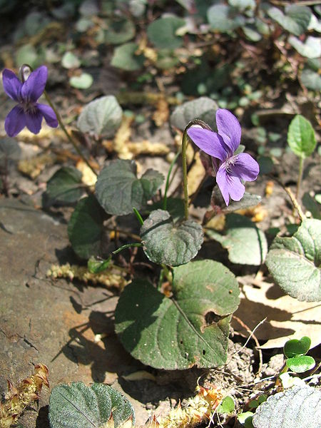 File:Viola labradorica.jpg