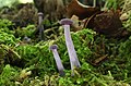 36 Violetter Lacktrichterling Laccaria amethystea uploaded by Holleday, nominated by Citron