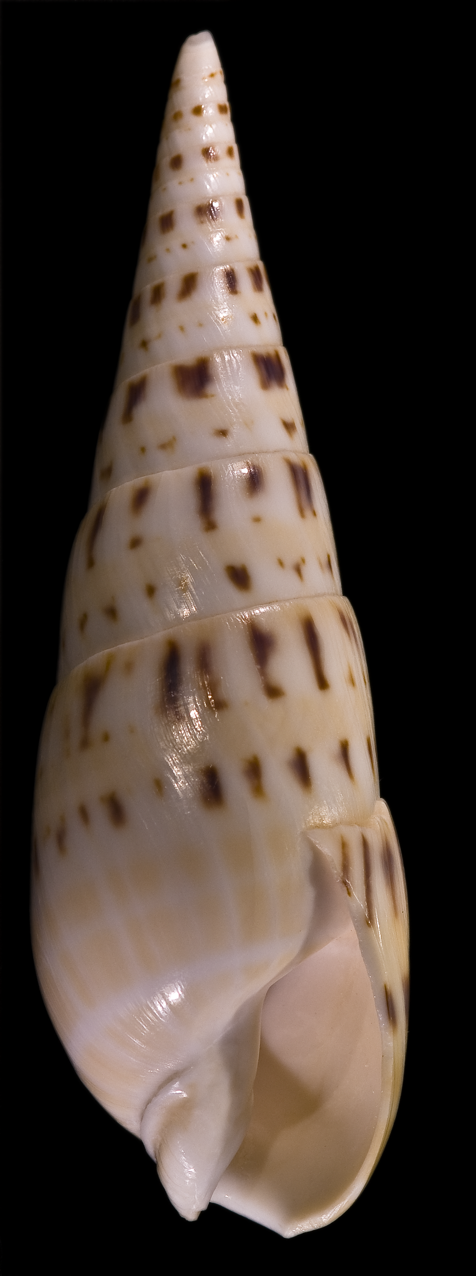 image of a gastropod seashell