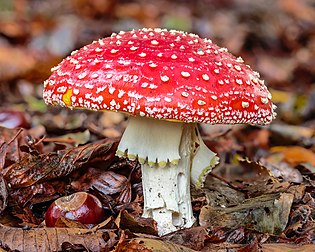 Cogumelo mata-moscas (Amanita muscaria) na reserva natural De Famberhorst, em De Fryske Marren, Países Baixos. Técnica de empilhamento de foco (focus stacking) de 9 exposições. Nativo de todas as regiões temperadas e boreais do hemisfério norte, o Amanita muscaria foi introduzido involuntariamente em muitos países do hemisfério sul, geralmente como um simbionte com plantações de pinheiro e bétula, e agora é uma verdadeira espécie cosmopolita. Ele se associa a várias árvores caducifólias e coníferas. Indiscutivelmente é a espécie de cogumelo venenoso mais icônica, o mata-moscas é um grande cogumelo de lamelas brancas e manchas brancas, geralmente vermelho, e é um dos mais conhecidos e amplamente encontrados na cultura popular. Isso inclui o design de videogame, como o uso extensivo de um reconhecível Amanita muscaria na franquia Mario e seu power-up Super Mushroom. (definição 4 057 × 3 246)